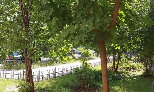 Пансионат «Добрые сердца» Невский проспект цены