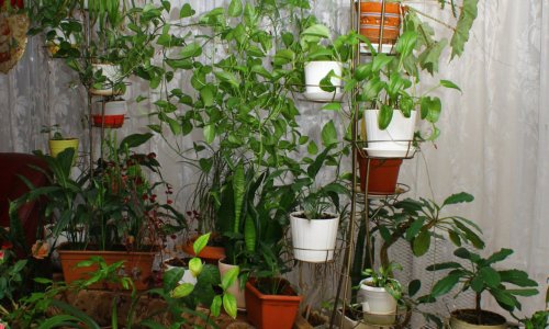 Центр социального обслуживания «Ржевка» - 8