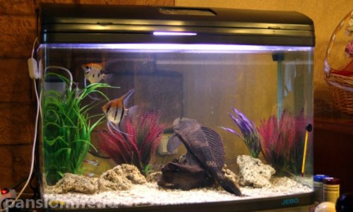 Пансионат Русь на Большом проспекте - фото