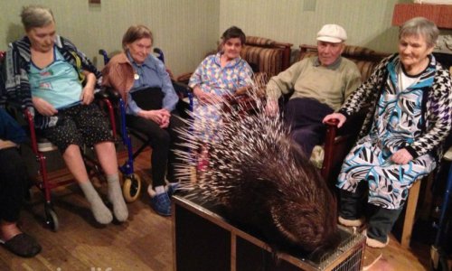 Пансионат Русь на Большом проспекте цены