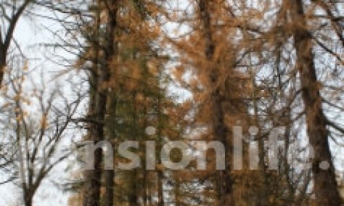 Пансионат Павловский - 7