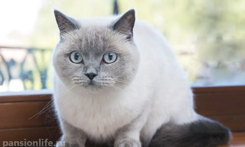 Пансионат «Дача» Юкки