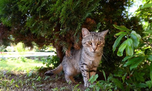 Пансионат «Дача» Всеволожск - 7